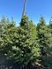 Ель колючая Кейбаб зелёная новогодняя / Picea Pungens Kaibab 33106 фото 1