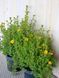 Лапчатка кустарниковая Кобольд / Potentilla fruticosa Kobold 19843 фото 2
