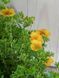Лапчатка кустарниковая Кобольд / Potentilla fruticosa Kobold 19843 фото 1