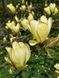 Магнолія гібридна Голден Гіфт / Magnolia Golden Gift 31626 фото 1