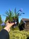 Мускари / Muscari 21000 фото 1