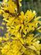 Форзиція гібридна Малух / Forsythia intermedia Maluch 29157 фото 3
