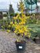 Форзиція гібридна Малух / Forsythia intermedia Maluch 29157 фото 1