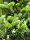 Ялиця корейська Моллі / Abies koreana Molli 30805 фото 2