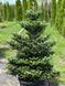 Ялиця корейська Моллі / Abies koreana Molli 30805 фото 1