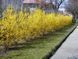 Форзиція гібридна Малух / Forsythia intermedia Maluch 29157 фото 5
