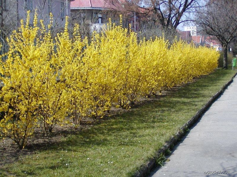 Форзиція гібридна Малух / Forsythia intermedia Maluch 29157 фото