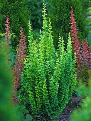 Барбарис Тунберга Еректа / Berberis thunbergii Erecta 27152 фото