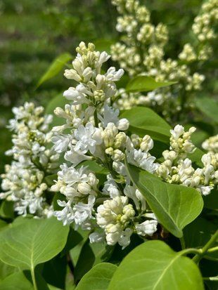 Бузок звичайний Мадам Лемуан / Syringa vulgaris Madame Lemoine 27533 фото
