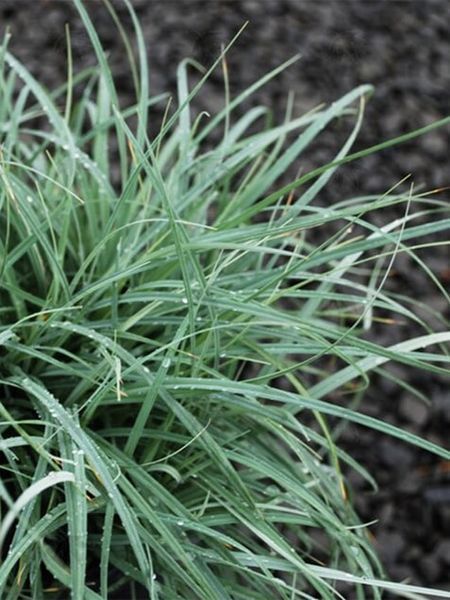 Осока повисла Блю Зінгер / Carex flacca Blue Zinger 31165 фото