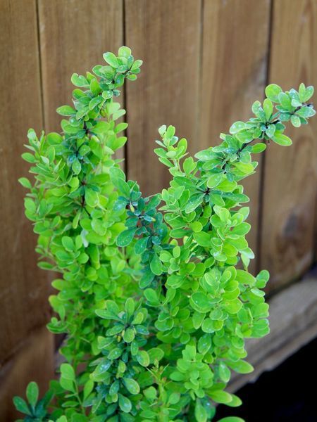 Барбарис Тунберга Еректа / Berberis thunbergii Erecta 20381 фото
