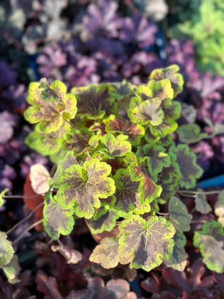 Гейхерелла Солар Эклипс / Heucherella Solar Eclipse 26939 фото