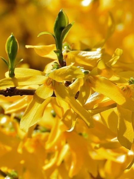 Форзиция промежуточная Викэнд / Forsythia intermedia Weekend 27634 фото