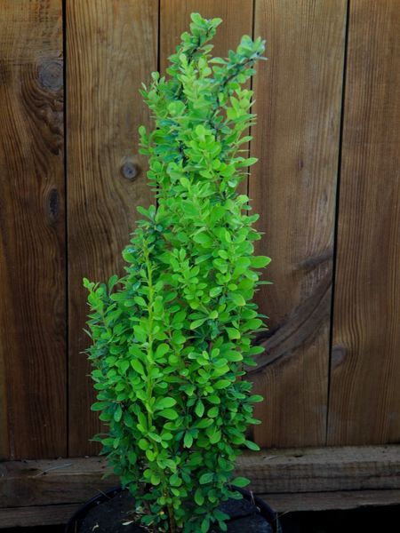 Барбарис Тунберга Еректа / Berberis thunbergii Erecta 20381 фото