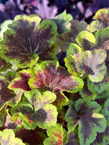 Гейхерелла Солар Эклипс / Heucherella Solar Eclipse 26939 фото