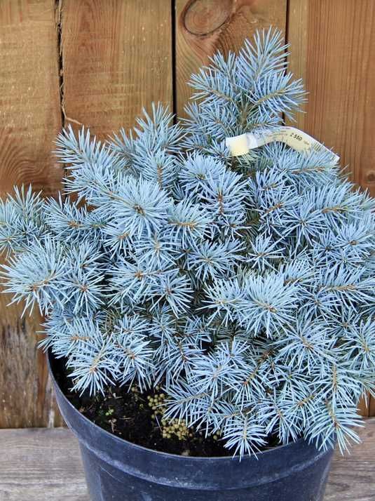 Ялина колюча Сант Меріз Брум / Picea pungens St. Mary`s Broom