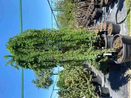 Модрина японська Стіф Віпер / Larix kaempferi Stiff Weeper купити