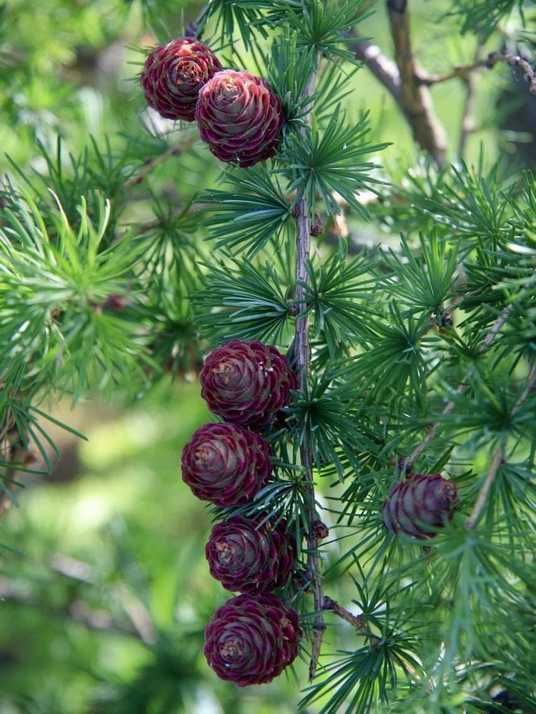 標本 Australia Stigmodera groriosa 18mm Модрина японська Стіф Віпер / Larix kaempferi Stiff Weeper купити