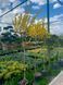 Форзиция промежуточная Викэнд / Forsythia intermedia Weekend 27634 фото 2