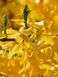 Форзиция промежуточная Викэнд / Forsythia intermedia Weekend 27634 фото 3