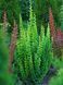 Барбарис Тунберга Еректа / Berberis thunbergii Erecta 20381 фото 1