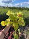 Гейхерелла Солар Эклипс / Heucherella Solar Eclipse 26939 фото 3