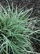 Осока повисла Блю Зінгер / Carex flacca Blue Zinger 31165 фото 2