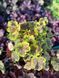 Гейхерелла Солар Эклипс / Heucherella Solar Eclipse 26939 фото 4