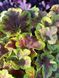Гейхерелла Солар Эклипс / Heucherella Solar Eclipse 26939 фото 1