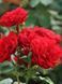 Троянда Ботеро формована арка / Rose Botero 31403 фото 1
