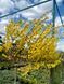 Форзиция промежуточная Викэнд / Forsythia intermedia Weekend 27634 фото 1