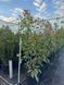 Фотиния Фразера Ред Робин / Photinia fraseri Red Robin 30821 фото 2