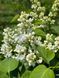 Сирень обыкновенная Мадам Лемуан / Syringa vulgaris Madame Lemoine 27533 фото 1