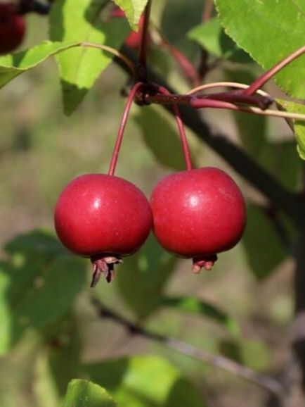 Яблоня декоративная Ола / Malus Ola 24300 фото
