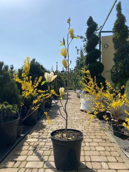 Магнолія гібридна Дафні / Magnolia hybrida Dafhne 31261 фото