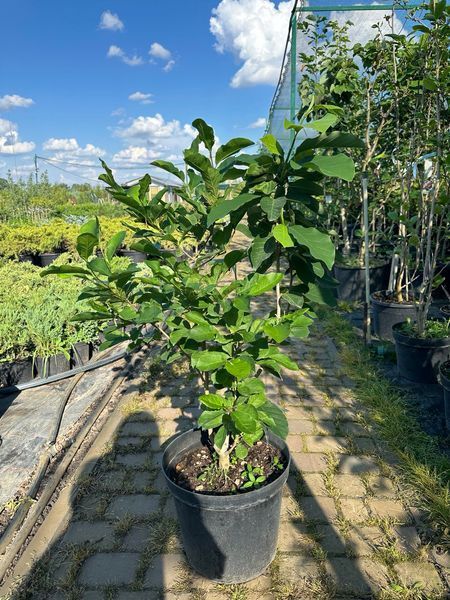 Магнолія гібридна Дафні / Magnolia hybrida Dafhne 31261 фото