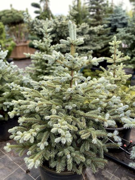 Ель колючая Супер Блю Сидлин / Picea pungens Super Blue Seedling 29148 фото