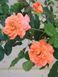 Троянда плетиста Вестерленд / Rose Westerland 27983 фото 1