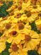 Геленіум гібрідний Бішоп / Helenium bsgelovii The Bishop 31219 фото 1