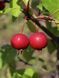 Яблоня декоративная Ола / Malus Ola 24300 фото 3