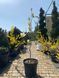 Магнолія гібридна Дафні / Magnolia hybrida Dafhne 31261 фото 2