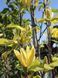 Магнолія гібридна Дафні / Magnolia hybrida Dafhne 31261 фото 1