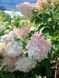 Гортензія волотиста Ванілла Фрейз / Hydrangea paniculata Vanille Fraise 25090 фото 1