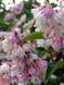 Дейція шорстка Розеа Плена / Deutzia scabra Rosea Plena 32672 фото 1