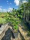 Магнолія гібридна Дафні / Magnolia hybrida Dafhne 31261 фото 3