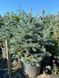 Ель колючая Супер Блю Сидлин / Picea pungens Super Blue Seedling 29148 фото 1