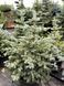 Ель колючая Супер Блю Сидлин / Picea pungens Super Blue Seedling 29148 фото 2