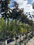 Клен остролистный Фаасенс Блэк / Acer platanoides Faassen's Black 24700 фото