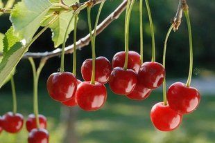 Вишня Келлерис / Prunus avium Kelleris 34908 фото