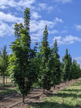Клен остролистій Колумнаре / Acer platanoides Columnare 29323 фото